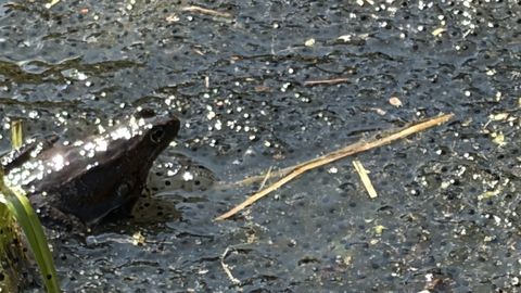 LOODUSKALENDER ⟩ Käimas on suurejooneline konnapulm