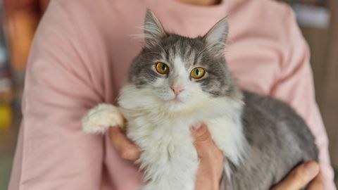 Kas su kass tegelikult igatseb sind, kui oled kodust ära? Vastus võib paljusid üllatada