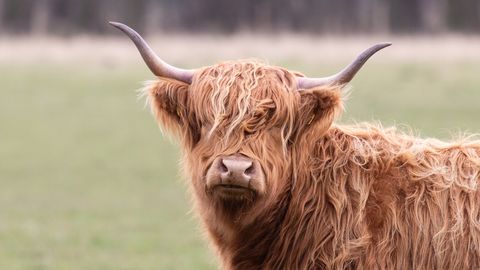 NAD VAJAVAD RAHU! ⟩ Kuulsaks saanud šoti mägiveised eemaldati kaitsealalt külastajate liigse tähelepanu tõttu