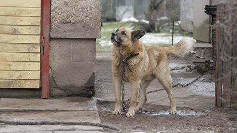 Uuest aastast keelustatakse koerte püsiv ketis pidamine