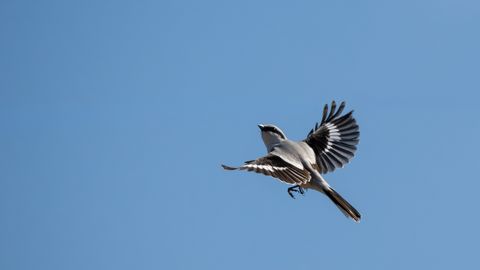 LOODUSFOTO ⟩ Tihasekull hakkab pesa punuma