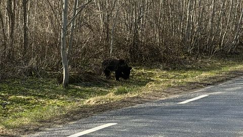 VIDEO SÜNDMUSKOHALT ⟩ Väike-Maarja vallas ründas karu jalgratturit