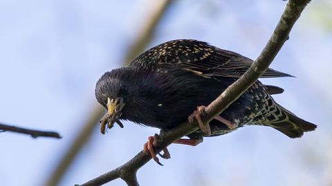 Linnuteadlaste nördimuseks ei kohusta riik kõiki pesitsusrahu pidama