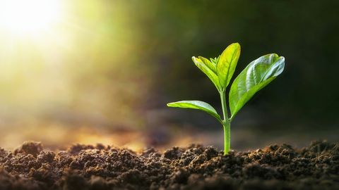 PÄEVAHOROSKOOP ⟩ 15. aprill: Amburi sõnades on särtsu ja vaimukust, Lõvi januneb teadmiste järele