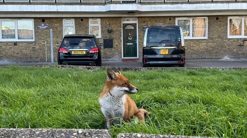 LISATUD VIDEOD ⟩ Rebasestki on saanud tavaline kaaslane linnades – kuidas see nii on läinud?