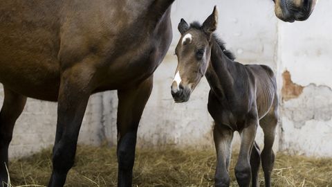 Maaülikooli teadlaste abil sündis Eesti esimene kloonitud varss