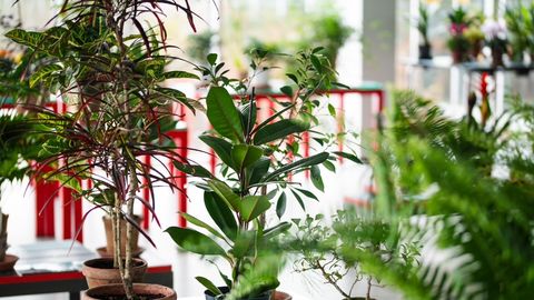 ÜLE 100 TAIME ⟩ Tallinna botaanikaaias esitletakse uusi ja põnevaid toataimi