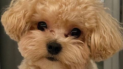 AITA LEIDA! ⟩ «Me maksaksime rohkemgi.» Kadunud koera eest pakutakse 2000 euro suurust leiutasu