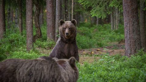 VAATA VIDEOT ⟩ Droon paljastas rabas haruldase vaatepildi