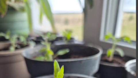 Veel jõuab tomatiseemneid külvata