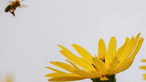 Zummeriks võib saada ka ühe lillekasti omanik