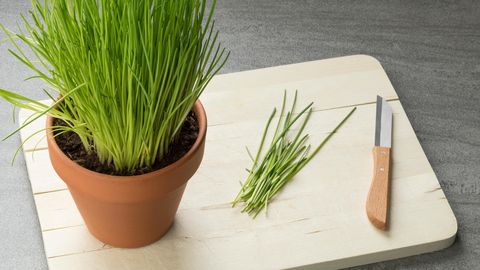 Murulauk väärib rohkem tähelepanu