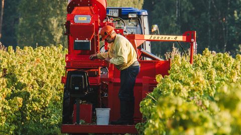 VIHJED ⟩ Milliseid sorte soovitavad kohalikud marjakasvatajad?