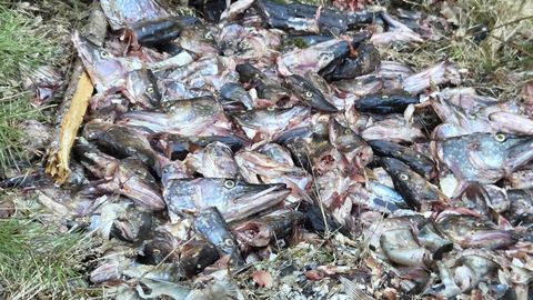 Haugipüügi keeluajal metsaraja äärde jäetud rapped meelitasid kohale karu