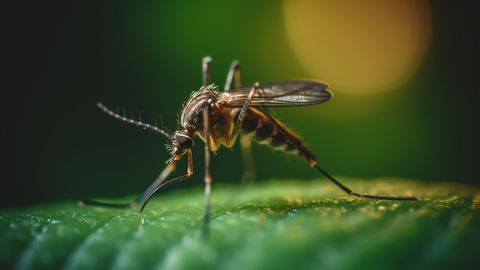 UNUSTATUD OHT ⟩ Surmav haigus hiilib Amazonase vihmametsadest tagasi linnadesse