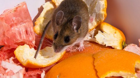 USKUMATU JULTUMUS ⟩ Mees seadis hiirele lõksu, kuid näriline osutus oodatust kavalamaks