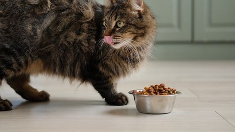 Mõistatus lahendatud: miks kass oma toidukaussi kunagi tühjaks ei söö?