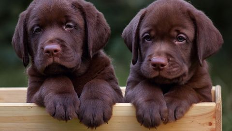 TUNNE OMA KOERA! ⟩ Eesti kõige levinum koeratõug võitleb tihti südameprobleemide ja ärevusega