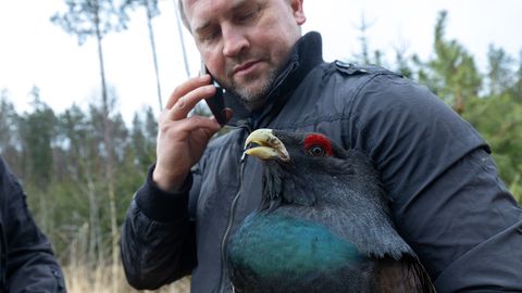 VIDEO ⟩ Ohustatud metsis sai nimeks Pets ehk kuidas hommikul raielangil kukke kinni püüda