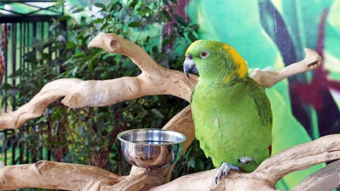 VAATA VIDEOT ⟩ «See on lausa kõhe»: pisikesestel papagoidel on eriline anne