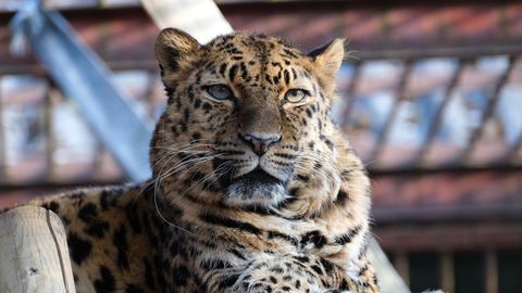 LOOMARIIK ⟩ Leopard Darlal täitub inimnaisterahva viimane taks