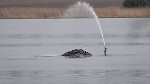 VIIMANE PINGUTUS ⟩ Saksamaal algab täna hiiglaslik operatsioon: rannale uhutud küürvaala üritatakse minema tassida