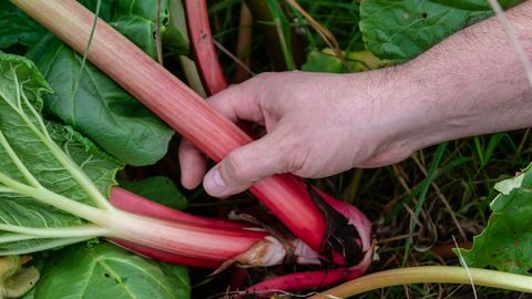 ÜLLATAV NIPP ⟩ Üksainus muudatus rabarberi kasvatamisel, muudab varred märgatavalt magusamaks