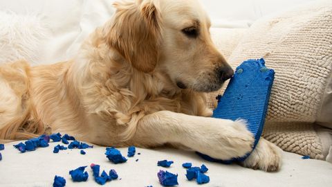 ÄRA JÄTA RIPAKILE! ⟩ Koer näris ohtlikku eset ning oleks põhjustanud tõelise katastroofi