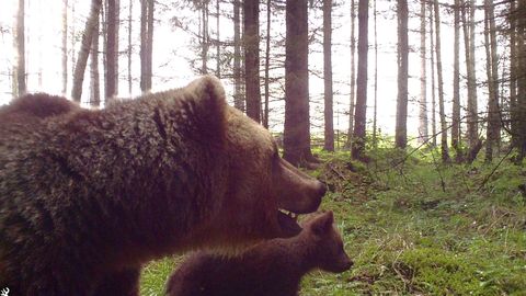 «JALGRATTUR RÜNDAS ESIMESENA!» ⟩ Väidetav karurünnak pakub naljahammastele tööd: sotsiaalmeedias levib «intervjuu karuga»