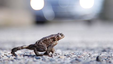 ETTEVAATUST TEEDEL ⟩ Konnaränne on jõudnud haripunkti