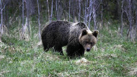 FOTO ⟩ Läänemaal nägi naine tee ääres mõmmikuid: kui autoga seisma jäin, siis karuema tõusis tagajalgadele