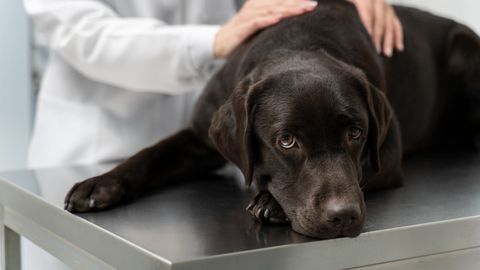 Kuidas ära tunda, et koer valu kannatab – siin mõned soovitused