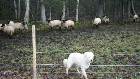 Kiskjakahjusid hüvitati ligi 400 000 euro eest