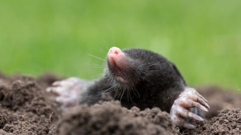 PROOVI KA ⟩ Keemiavaba lahendus hoiab mutid koduaiast eemal