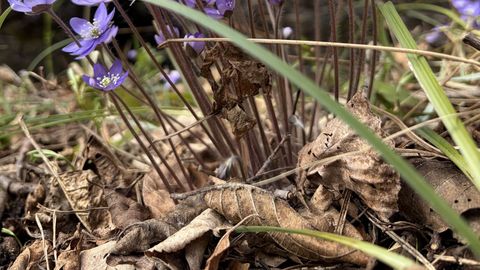 LOODUSKALENDER ⟩ Loodus januneb vihma järele