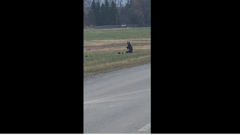 VIDEO ⟩ Võimas vaatepilt: Tartumaal jalutas karuema koos poegadega maantee lähedal