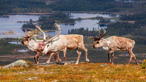 Rootsi ministri ettepanek saata suur osa põhjapõtradest hukkamisele vihastas saame