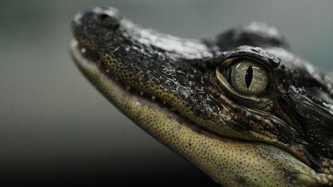 KÕHE VIDEO ⟩ Aafrikas jalutas 4-meetrine krokodill uhkelt restorani – see, mida ta järgmisena tegi, šokeeris kõiki
