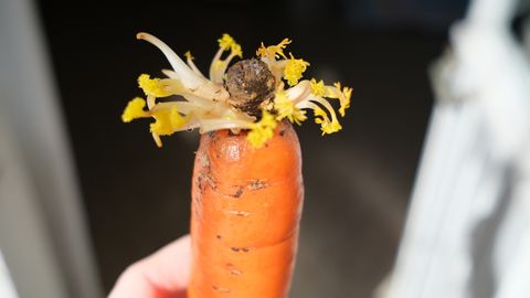 TEEME SELGEKS ⟩ Kas idanema hakanud porgandit on ohutu süüa