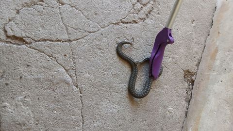 Päästjad püüdsid trepikojast rästiku ning kustutasid kaks vinduma jäänud tulekollet