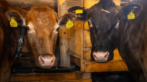 Issi! Võtame endale ka lehma!