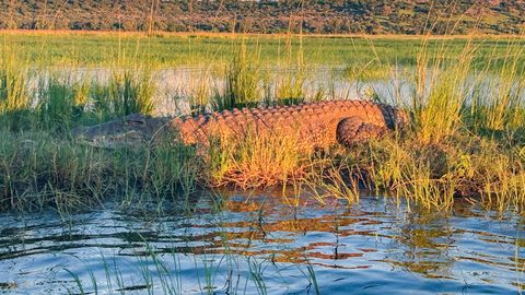 VIDEO ⟩ Zimbabwes jalutas hotelli restorani näljane krokodill