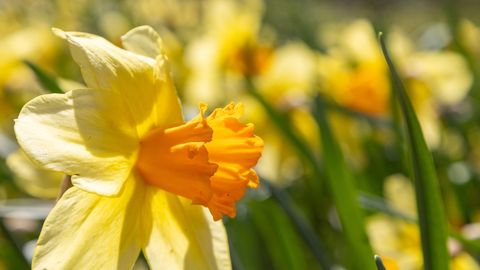 ILM ⟩ Kas suvi tuleb soe ja vihmane?