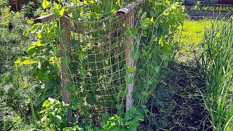 NIPPE ⟩ Õigesti külvates saab herneid süüa jaanipäevast suve lõpuni