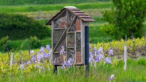 Putukahotelle vajavad tolmeldajatest rohkem hoopis inimesed
