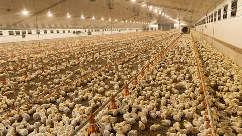 Toetusi napib, aga ehitus käib: kes põllumajanduses praegu investeerib?