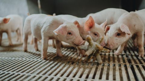 Seakasvatajad mures: vanad farmid ei pea taudile vastu