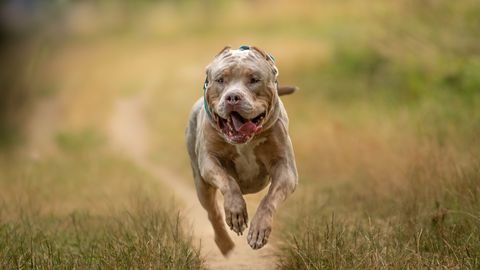 VIDEO ⟩ «Teie koer sõi mu vanaisa ära» – keelatud võitluskoera rünnak viis 84-aastase surma ja peremehe 12 aastaks vangi