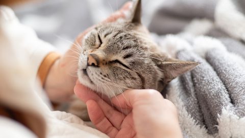 Omanik sai oma 5 aastat kadunud olnud kassi kohta teate, mis võttis sõnatuks