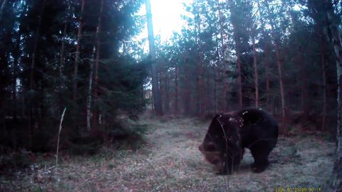 VIDEOD ⟩ «Võtab tõesti kõhedaks.» Maja lähedal ringi tatsanud mesikäpp uudistas metsakaamerat